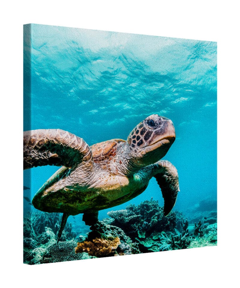 Ocean Drifter