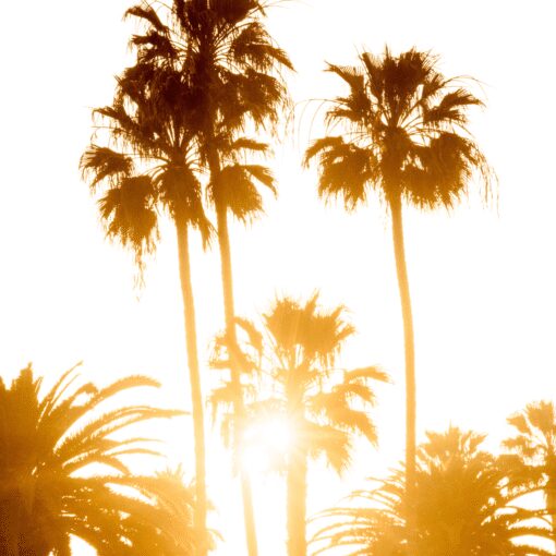 Rustic Palm - Image 5